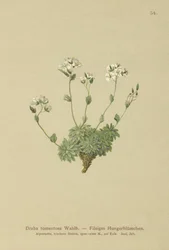 Wolley Whitlowグラス（Draba tomentosa）