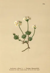 ウォリーロックジャスミン（Androsace villosa）