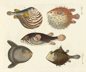 素晴らしい魚