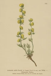 よもぎ（Artemisia nitida、Artemisia lantana）