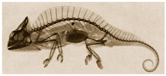 カメレオンのX線c.1890