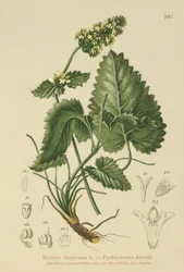 黄色ベトニー（Betonica Alopecurus、Stachys alopecuros）
