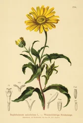 黄色のオックスアイ（Buphthalmum salicifolium）