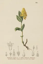 黄色のPaederota（Paederota Ageria、Paederota lutea）