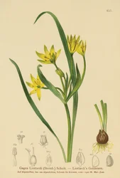 黄色のベツレヘムの星（Gagea Liottardi、Gagea lutea、Gagea fragifera、Ornithogalum minimum var。fragiferum、Gagea fistulosa subsp。liotardii）