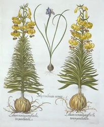 Hortus Eystettensisからの球根とドワーフブルーアイドグラス付きの黄色のTurkscapユリ、Basil Besler（1561-1629）、パブ。 1613（手塗りの彫刻）