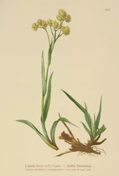 イエローウッドラッシュ（Luzula lutea）