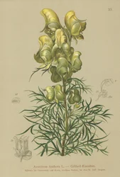 黄色の僧侶（Aconitum anthora）