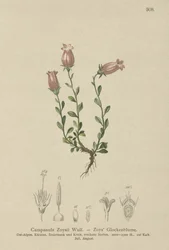 Zois Bellflower（カンパニュラZoysii）