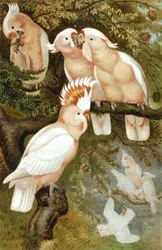 インカオウム、「Brehms Tierleben: Allgemeine Kunde des Tierreichs」第5巻380頁の図版、Bibliographisches Institut刊
