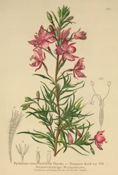ローズマリー葉柳（Epilobium rosmarinifolium、Epilobium Dodonaei）