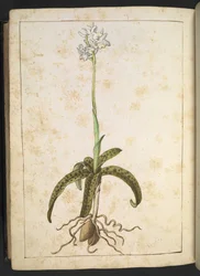 ゲラルド・チボの「ローマの植物の絵画」からの白い花びらを持つ植物、MS 22333、f173v、c.1564-84を追加（紙に水彩とグワッシュ）