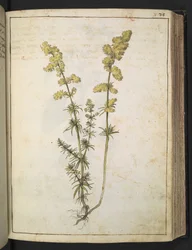 Gherardo Ciboによる「ローマの植物の絵画」からの黄色い葉を持つ植物、追加MS 22333、f076r、c.1564-84（紙に水彩とグワッシュ）