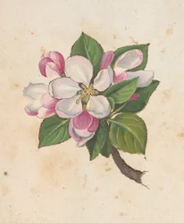 MS 22333 f.61r、ブロッサム、「ローマの植物の絵画」、c.1564-84 から追加 (紙に水彩とグワッシュ)