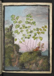 Adiantum capillus-veneris、Gherardo Cibo の「Paintings of Flora of the Roman States」より、MS 22333、f017r、c.1564-84 を追加 (紙に水彩とグワッシュ)