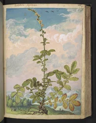 Agrimonia eupatoria、Gherardo Cibo による「ローマ国家の植物相の絵画」から、MS 22333、f087r、c.1564-84 を追加 (紙に水彩とグワッシュ)
