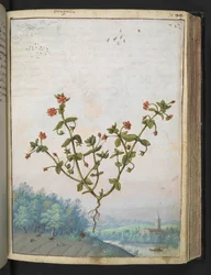 Anagalis arvensis: 赤い花を持つ植物、Gherardo Cibo の「Paintings of Flora of the Roman States」から、MS 22333、f074r、c.1564-84 を追加 (紙に水彩とグワッシュ)