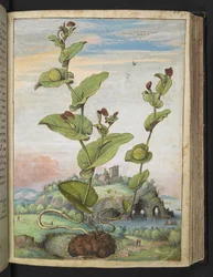 Aristolochia rotunda: 実を結ぶ植物、Gherardo Cibo 作の「Paintings of Flora of the Roman States」より、MS 22333、f078r、c.1564-84 を追加 (紙に水彩とグワッシュ)