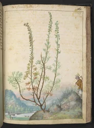 Artemisia abrotanum (サザンウッド)、Gherardo Cibo 作の「Paintings of Flora of the Roman States」より、MS 22333、f157r、c.1564-84 を追加 (紙に水彩とグワッシュ)