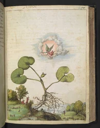Asarum europaeum、Gherardo Cibo による「ローマ国家の植物の絵画」から、MS 22333、f092r、c.1564-84 を追加 (紙に水彩とグワッシュ)