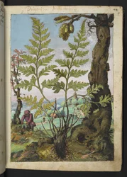 Asplenium adianthum nigrum、Gherardo Cibo の「Paintings of Flora of the Roman States」より、MS 22333、f018r、c.1564-84 を追加 (紙に水彩とグワッシュ)