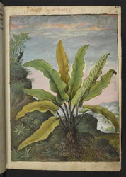 Asplenium scolopendrium、Gherardo Cibo の「Paintings of Flora of the Roman States」から、MS 22333、f014r、c.1564-84 を追加 (紙に水彩とグワッシュ)