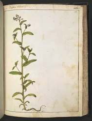 Buglossa、Anchusa azurea (Loddon Royalist)、Gherardo Cibo による「Paintings of Flora of the Roman States」より、MS 22333、f153r、c.1564-84 を追加 (紙に水彩とグワッシュ)