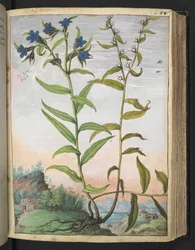 Buglossoides purpurocaerulea 、Gherardo Ciboによる「Paintings of Flora of the Roman States」から、MS 22333、f061r、c.1564-84を追加（紙に水彩とグワッシュ）