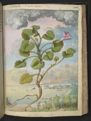Calystegia soldanella、Gherardo Cibo の「Paintings of the Roman States of the Roman States」から、MS 22333、f150r、c.1564-84 を追加 (紙に水彩とグワッシュ)