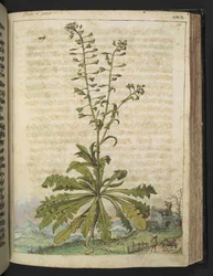 Capsella bursa-pastoris、Gherardo Cibo の「Paintings of Flora of the Roman States」から、MS 22333、f119r、c.1564-84 を追加 (紙に水彩とグワッシュ)