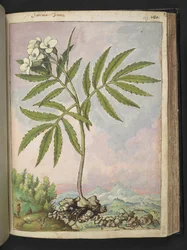 カルダミン ヘプタフィラ、Gherardo Cibo 作の「Paintings of Flora of the Roman States」より、MS 22333、f127r、c.1564-84 を追加 (紙に水彩とグワッシュ)