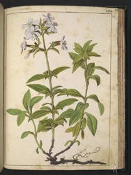 ナデシコ科 (Soapwort): ピンク科の顕花植物の属、Gherardo Cibo 作の「Paintings of Flora of the Roman States」より、MS 22333、f164r、c.1564-84 を追加 (紙に水彩とグワッシュ)