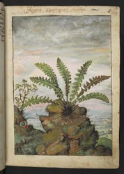 Ceterach officinarum、Gherardo Cibo による「ローマ国家の植物の絵画」から、MS 22333、f013r、c.1564-84 を追加 (紙に水彩とグワッシュ)