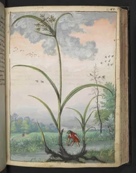 Cyperus serotinus、Gherardo Cibo の「Paintings of Flora of the Roman States」から、MS 22333、f086r、c.1564-84 を追加 (紙に水彩とグワッシュ)