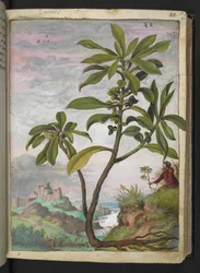 Daphne laureola、Gherardo Cibo の「Paintings of the Roman States of the Roman States」から、MS 22333、f037r、c.1564-84 を追加 (紙に水彩とグワッシュ)
