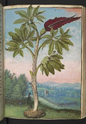 Dracunculus vulgaris、Gherardo Cibo の「Paintings of Flora of the Roman States」から、MS 22333、f054r、c.1564-84 を追加 (紙に水彩とグワッシュ)
