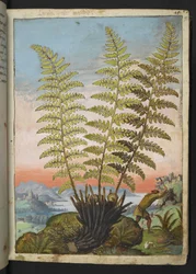 Dryopteris filix mas: シダ、Gherardo Cibo 作の「Paintings of Flora of the Roman States」から、MS 22333、f019r、c.1564-84 を追加 (紙に水彩とグワッシュ)