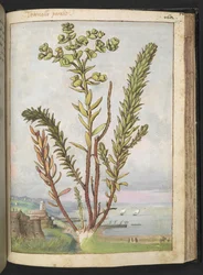 Euphorbia paralias、Gherardo Ciboによる「ローマの植物の絵画」から、MS 22333、f155r、c.1564-84を追加（紙に水彩とグワッシュ）