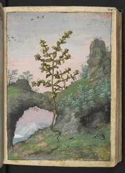 Euphrasia officinalis、Gherardo Cibo による「ローマ国家の植物相の絵画」から、MS 22333、f041r、c.1564-84 を追加 (紙に水彩とグワッシュ)