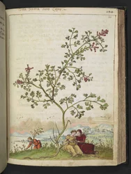Fumaria gaillardotii 、Gherardo Cibo の「Paintings of the Roman StatesのFlora」から、MS 22333、f121r、c.1564-84 を追加 (紙に水彩とグワッシュ)