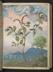 Heliotropium europeanum、Gherardo Cibo の「Paintings of Flora of the Roman States」から、MS 22333、f044r、c.1564-84 を追加 (紙に水彩とグワッシュ)