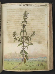 Herba gratia dei (Hedge-Hyssop)、Gherardo Cibo 作の「Paintings of Flora of the Roman States」より、MS 22333、f134r、c.1564-84 を追加 (紙に水彩とグワッシュ)