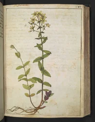オトギリソウ、Gherardo Cibo による「ローマ国家の植物相の絵画」から、MS 22333、f084r、c.1564-84 を追加 (紙に水彩とグワッシュ)
