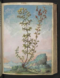 オトギリソウ、Gherardo Cibo による「ローマ国家の植物相の絵画」から、MS 22333、f083r、c.1564-84 を追加 (紙に水彩とグワッシュ)