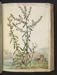 Lepidium graminifolium、Gherardo Cibo の「Paintings of Flora of the Roman States」より、MS 22333、f120r、c.1564-84 を追加 (紙に水彩とグワッシュ)