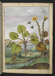 Ligularia tussilaginea (ヒョウ科の植物)、Gherardo Cibo 作の「Paintings of Flora of the Roman States」より、MS 22333、f011r、c.1564-84 を追加 (紙に水彩とグワッシュ)