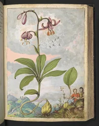 リリウム マルタゴン、ゲラルド チボ作「ローマの植物相の絵画」より、MS 22333、f081r、c.1564-84 を追加 (紙に水彩とグワッシュ)
