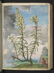 Linaria vulgaris、Gherardo Cibo の「Paintings of the Roman States of Flora」から、MS 22333、f052r、c.1564-84 を追加 (紙に水彩とグワッシュ)