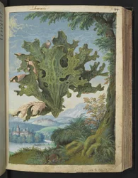 Lobaria pulmonaria (Lungwort) 、Gherardo Cibo の「Paintings of Flora of the Roman States」より、MS 22333、f071r、c.1564-84 を追加 (紙に水彩とグワッシュ)