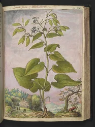Lunaria redivivia、Gherardo Cibo の「Paintings of the Roman States of Flora」から、MS 22333、f124r、c.1564-84 を追加 (紙に水彩とグワッシュ)
